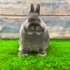 BEAUTIFUL Blue Otter Purebred Netherland Dwarf Junior Buck Bunny Rabbit