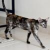 Oriental Shorthair Retiree