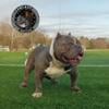 American Bully (Smoke)