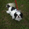 Beautiful Japanese Chin born 9/16/2024
