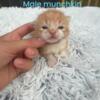 Munchkin/Manx kittens