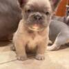 AKC French bulldog puppies