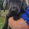 Silver and charcoal labs for sale