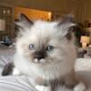 Seal Mitted Boy (cute mustache)