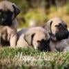 AKC Fawn Male & Fawn female Mastiff