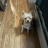 Yorkie for sale Kobe needs a new good home just turned 2yrs old