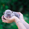 French Bulldog Fluffy 