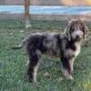 Gorgeous Chocolate Merle F1BB Goldendoodle puppies-Wiley