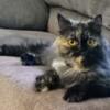 Persian,Tortie Female,Lockport,NY