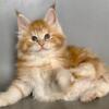 Iris Maine Coon male 2500$