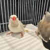 Creamino Shafttail 2026 Offspring For Sale - Young Birds