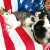 BEAUTIFUL BONDED PAIR OF CALICO KITTIES FOR ADOPTION.....