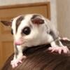 Sugar glider baby male *sold*