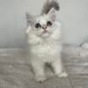 Sammy - ragdoll kitten for sale