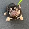 French Bulldog Male Akc