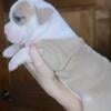 Olde English Bulldogge Puppies