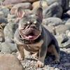 Up for stud! proven producer “BBQ” French Bulldog