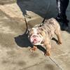 English bulldog stud