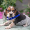 Gorgeous Beagle Puppies