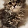 PERSIAN KITTEN MAKE TABBY 11cweeks old