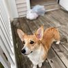 Corgi for sale