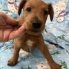 Irish Terrier Pups. AKC