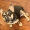 2 AKC FRENCH BULLDOG PUPPIES AVAILABLE NOW