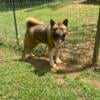 ADULT AMERICAN AKITA FEMALE OPPORTUNITY