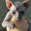 Sphynx kittens