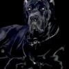 Male cane corso up for stud