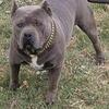 150 pound American bully XL champion bloodline male up For stud