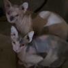 Sphynx Bambino Babies