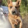 Red Heeler Females
