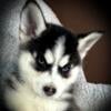 Gorgeous playful Female Pomsky -needing home !