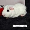 Guinea pigs 