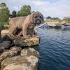 Cane Corso puppies due December 8th