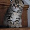 Beautiful Scottish fold folded ears girl for sale