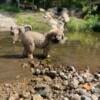 Great Pyrenees / Anatolian Shepherd Puppies (Price reduced