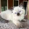Ragdoll Kittens 