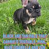 Black and tan male Carries pink, testable chocolate, blue