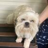 Shih Tzu for stud only male with blue eyes.