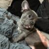 Blue healthy akc french bulldog puppies for sale