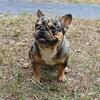 French Bulldog Stud Service