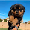 Rottweiler Puppies!