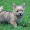 Full Blooded Cairn Terrier Puppies (Toto) born on 06/27/2024