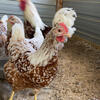 HATCHING EGGS, buff leghorns and Swedish flower hens 