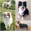 Titled & Health tested small Mini Australian Shepherd