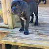 Cane Corso 11 weeks