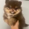 Akc lil star a tea cup Pomeranian full grown 4.4 pound