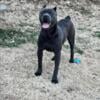 Cane Corso Young Male